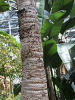 �^�r�r�g�m�L�i���l�̖؁j