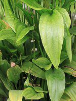 GLmhXEpjNcX (Echinodorus paniculatus)