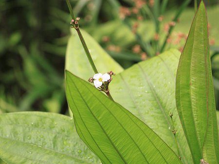 GLmhXEpjNcX (Echinodorus paniculatus)