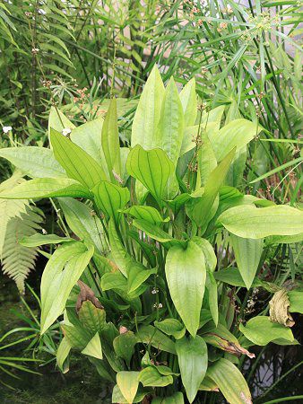 GLmhXEpjNcX (Echinodorus paniculatus)