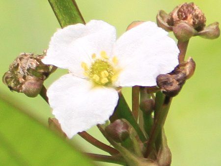 GLmhXEpjNcX (Echinodorus paniculatus)