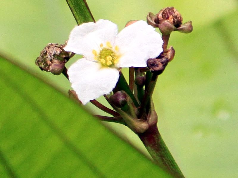 GLmhXEpjNcX (Echinodorus paniculatus)