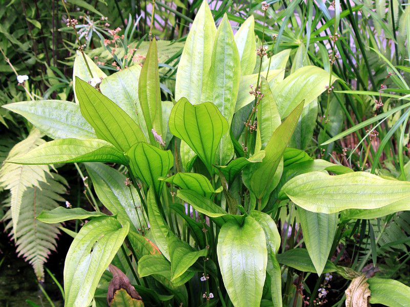 GLmhXEpjNcX (Echinodorus paniculatus)