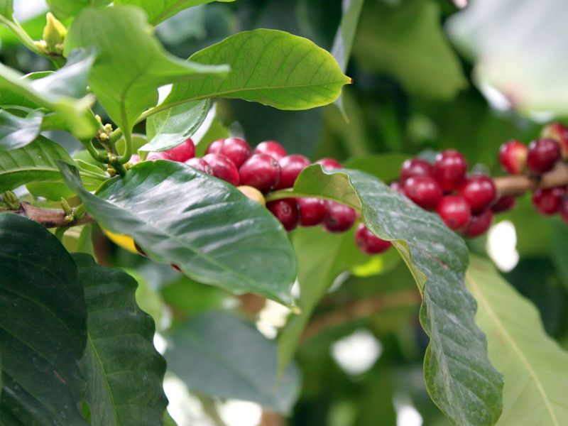 ArAR[q[(Arabian coffee)j