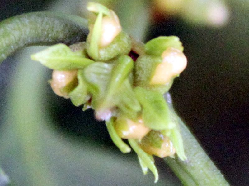 ArAR[q[(Arabian coffee)j