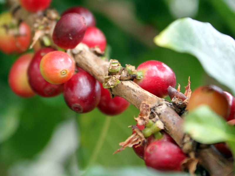 ArAR[q[(Arabian coffee)j