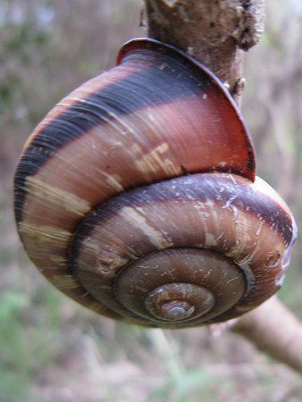 カタツムリ 蝸牛 かぎけんweb