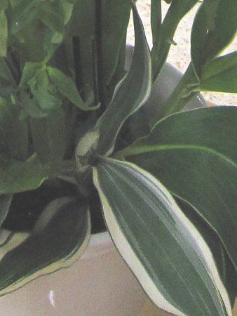 ドラセナ ワーネッキー Dracaena Warneckii かぎけんweb ドラセナ ワーネッキー Dracaena Warneckii かぎけんweb