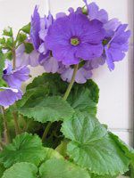 vEIuRjJ(Primula obconica) 