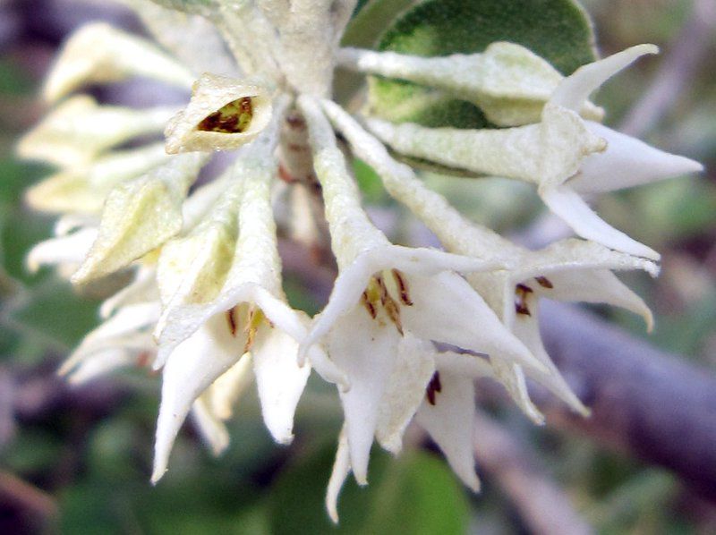 �A�L�T���S(�H�X��)