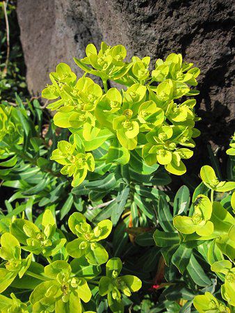 Yahoo!オークション - 【岩手県植物誌 岩手植物の会 昭和46年2版