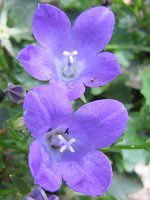 JpjE|eVMAi(Campanula potenschlagiana