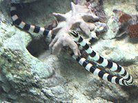 Yellow lipped sea snake