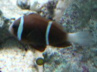 oA[tEAlltBbViBarrierreef anemonefishj