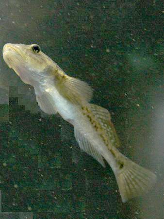 ~i~n[̈iAwaous guamensisj