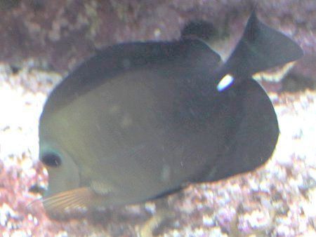 S}nMiZebrasoma scopasj