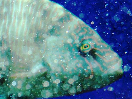 タイワンブダイ 台湾舞鯛 かぎけんweb タイワンブダイ 台湾舞鯛 かぎけんweb