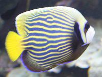 ニューカレドニアの魚と海の生物図鑑【かぎけんWEB】