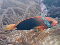 ニューカレドニアの魚と海の生物図鑑【かぎけんWEB】