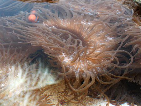 最高のコレクション イソギンチャク 食べ物 食べ物の写真