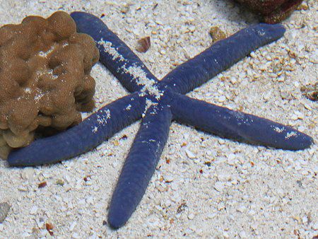 アオヒトデ 青海星 青人手 かぎけんweb アオヒトデ 青海星 青人手 かぎけんweb