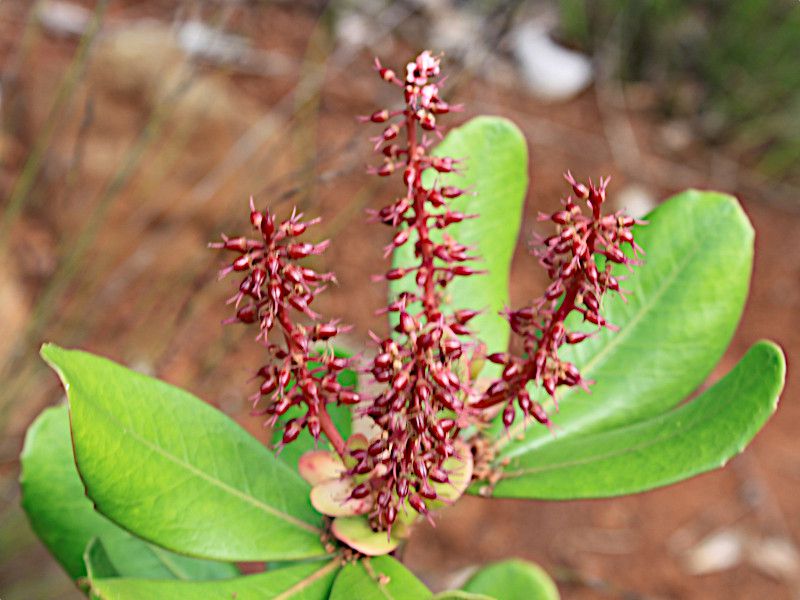 NmjAvvAiwFCunonia purpureaj