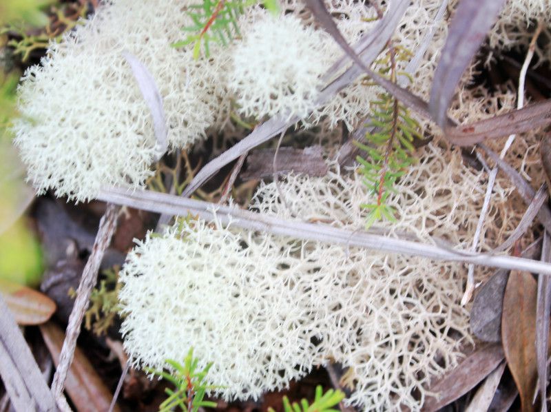 niSPiCladonia rangiferinaj
