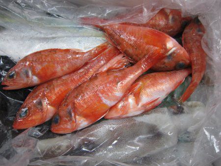 ユメカサゴ(夢笠子) 【かぎけんWEB】