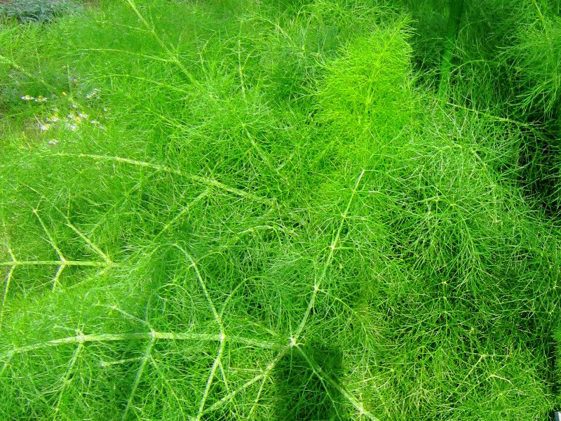 フェンネル Fennel かぎけんweb フェンネル Fennel かぎけんweb