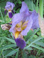 W[}EACX(German iris)