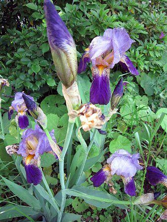 ジャーマンアイリス(German iris)【かぎけんWEB】