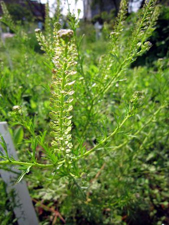 キレハマメグンバイナズナ 切葉豆軍配薺 かぎけんweb