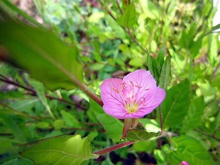 アカバナユウゲショウ（赤花夕化粧）【かぎけんWEB】