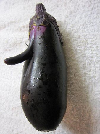ナス（茄子）｜ナスの種類と料理例【かぎけんWEB】