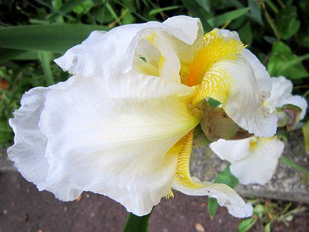 W[}EACX(German iris)