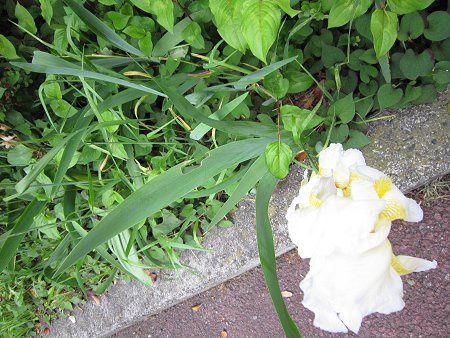 やえこジャーマンアイリス ジャーマンアイリス(German iris)【かぎけんWEB】