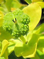 Yahoo!オークション - 【岩手県植物誌 岩手植物の会 昭和46年2版