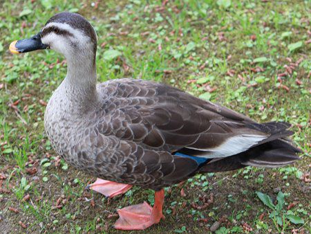 カルガモ 軽鴨 かぎけんweb