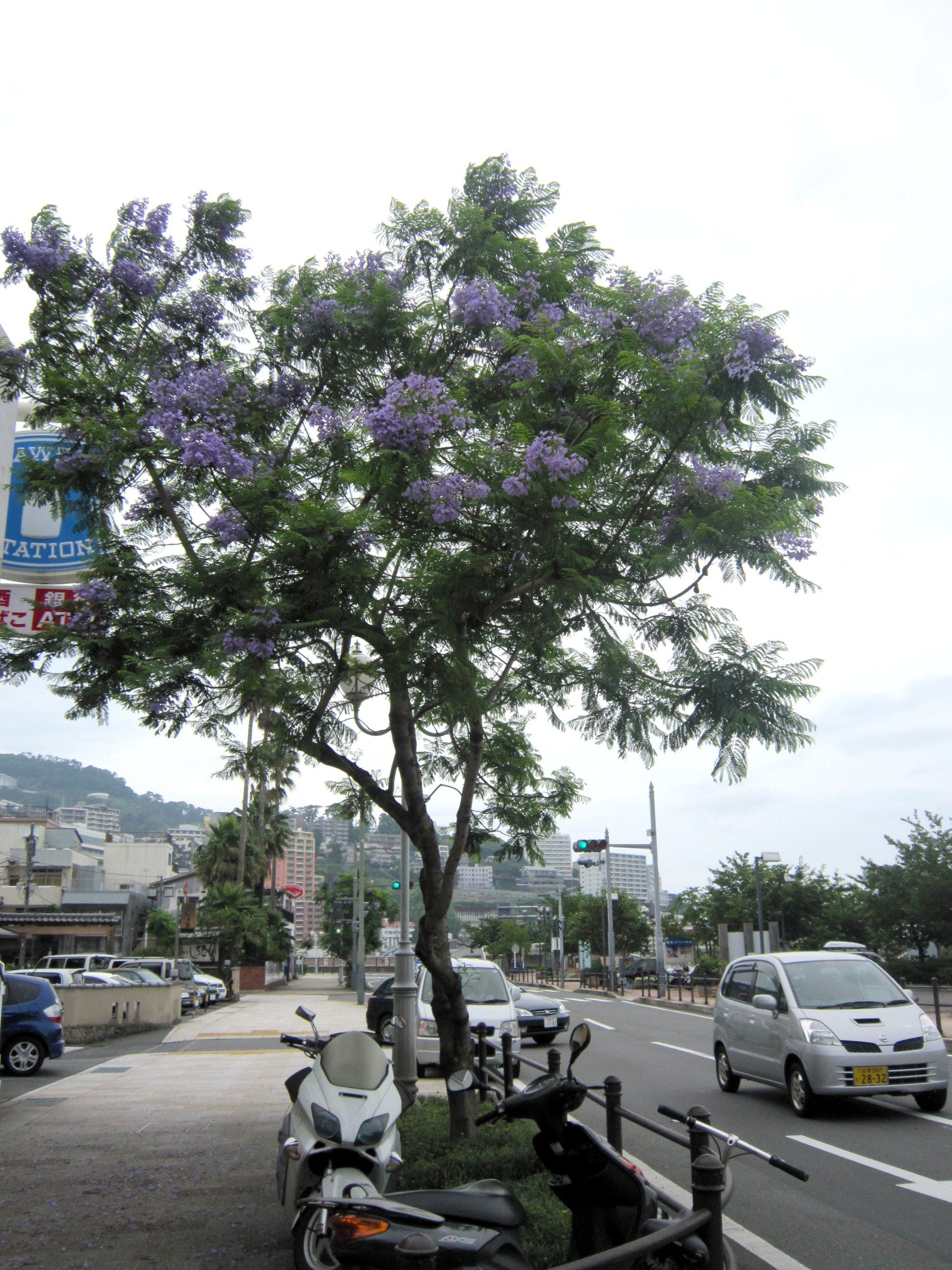 WJ_(Jacaranda)