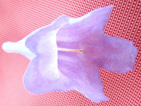 WJ_(Jacaranda)