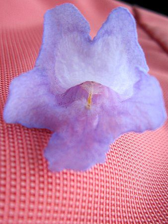 WJ_(Jacaranda)