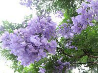 WJ_(Jacaranda)
