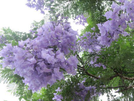 WJ_(Jacaranda)