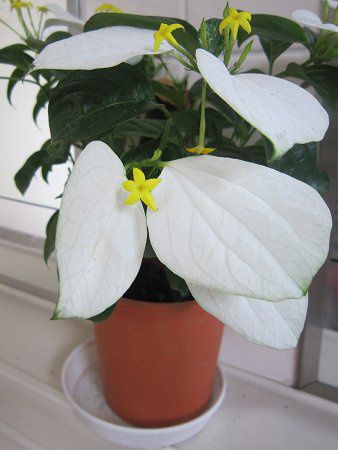 コンロンカ 崑崙花 かぎけんweb