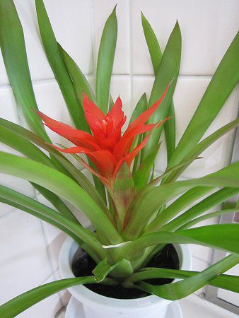 OY}jAiGuzmania)j