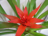 OY}jAiGuzmania)j