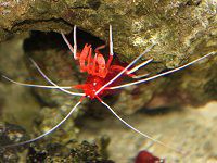 シロホシアカモエビ 白星赤藻海老 かぎけんweb