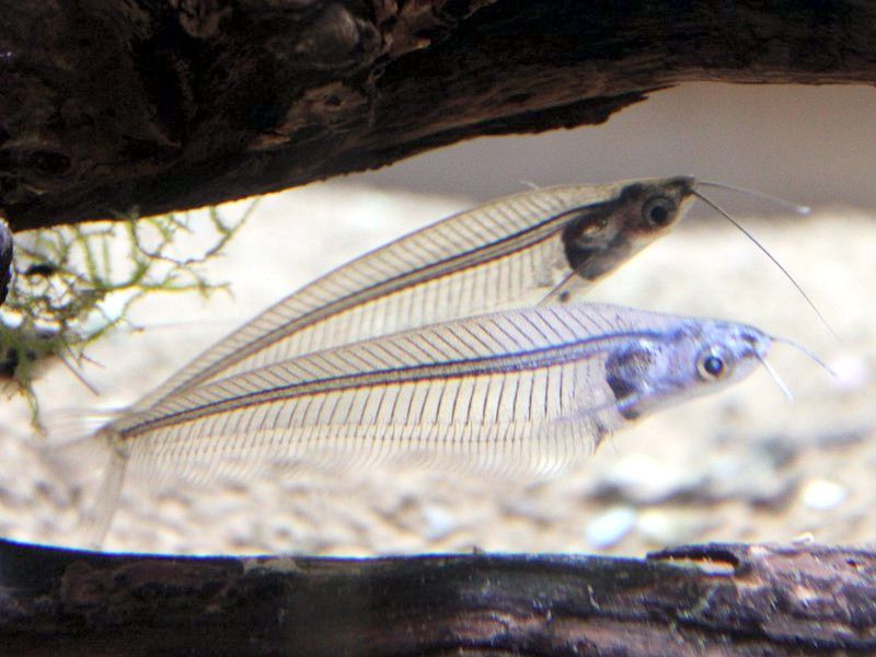 gX[ZgOXLbgtBbV(Trans Lucent glass Catfish)