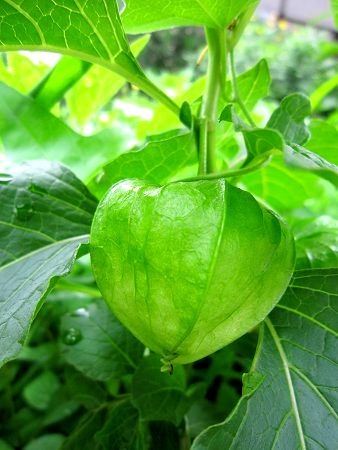 ホオズキ 鬼灯 酸漿 かぎけんweb ホオズキ 鬼灯 酸漿 かぎけんweb