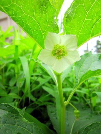 ホオズキ 鬼灯 酸漿 かぎけんweb ホオズキ 鬼灯 酸漿 かぎけんweb
